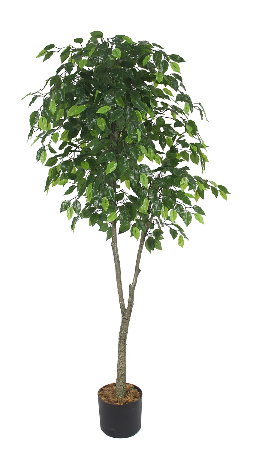 Garden Party 5.91ft Artificial Indoor Ficus Tree